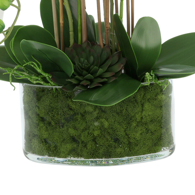 Orchid Arrangement in Glass Vase with Moss