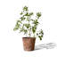 Ornement décoratif d'intérieur et d'extérieur de verdure artificielle minimaliste Pieris Japonica