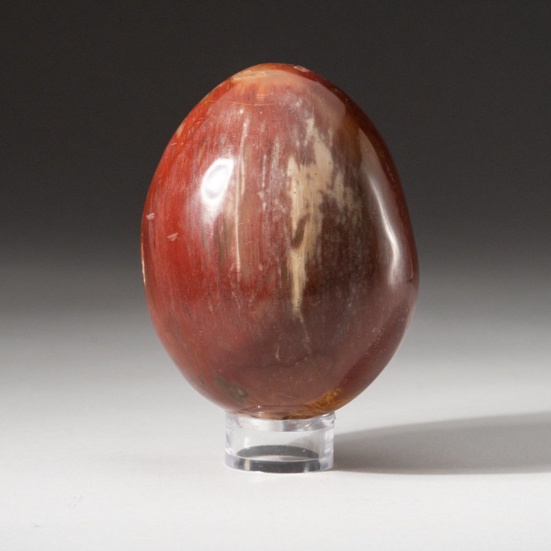 Polished Petrified Wood Egg from Madagascar (1.3 Lbs)