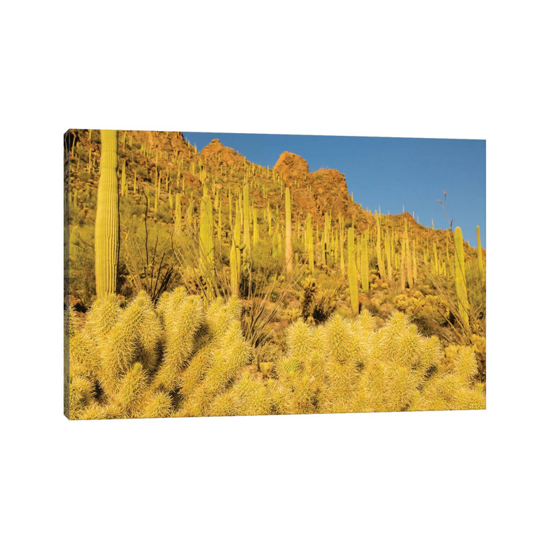 USA, Arizona, Tucson Mountain Park. Sonoran Desert landscape. 1 Piece Wrapped Canvas Wall Art, 20.32cm H x 30.48cm W