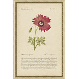 Monsonia Speciosa Print