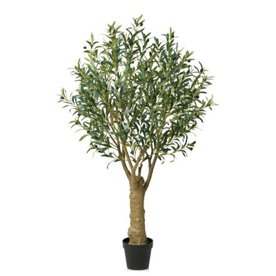 Aldis Olive Tree in Pot