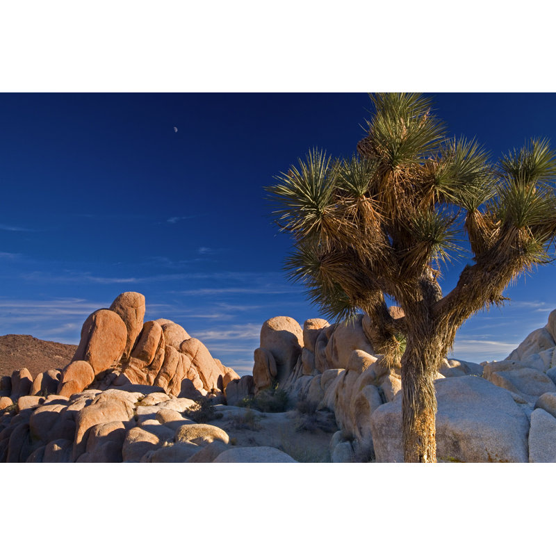 Jerrisha Joshua Tree - Wrapped Canvas Photograph, 24" H x 36" W