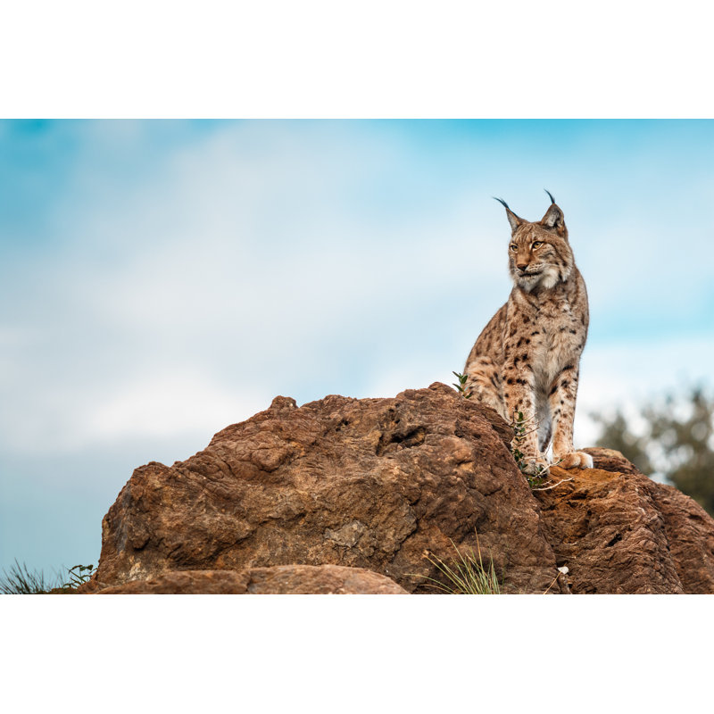 Lynx Climbed On A Rock - Wrapped Canvas Print, 30cm H x 46cm W x 3.8cm D