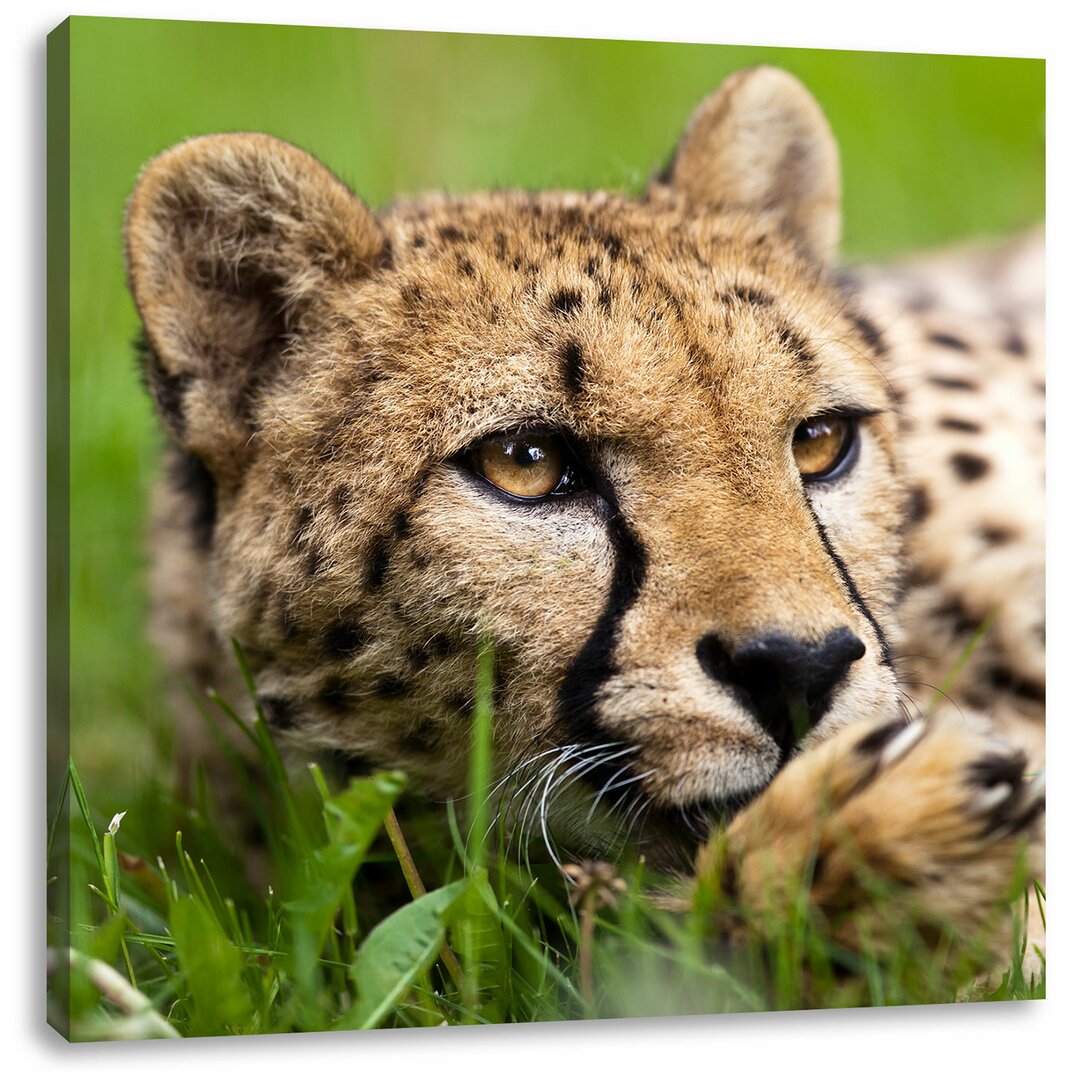 Leinwandbild Gepard im Gras