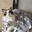Pet Blanket-97748276