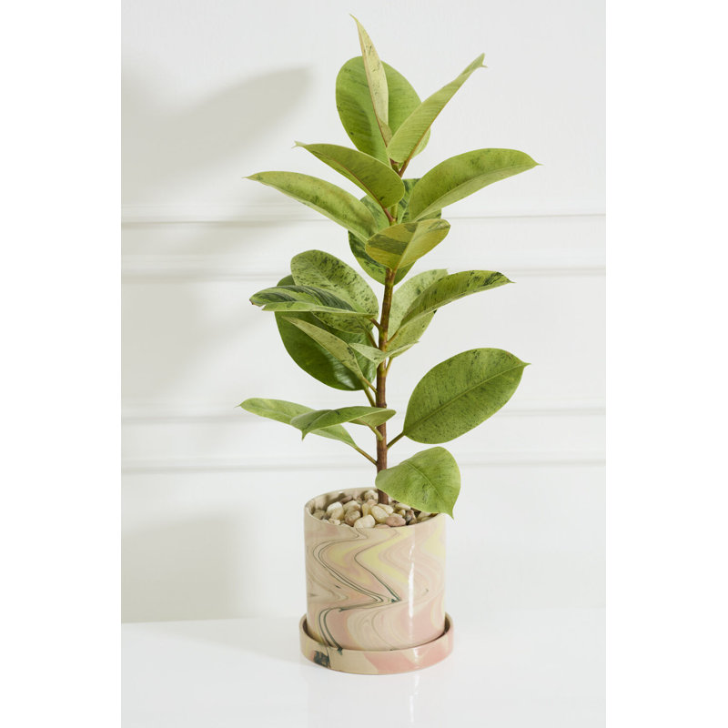 Melage Pot with Saucer 7.5"x 7", 7" H x 7.5" W x 7.5" D