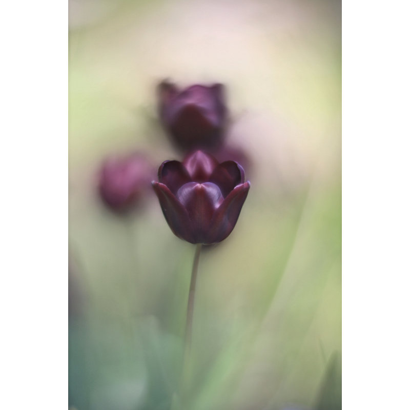 Wrapped Canvas Print, 50.8 cm H x 76.2 cm W