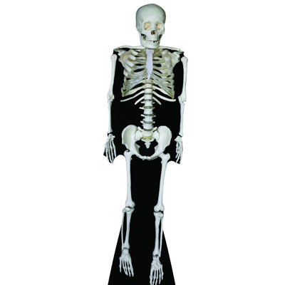 Skeleton Cardboard Standup