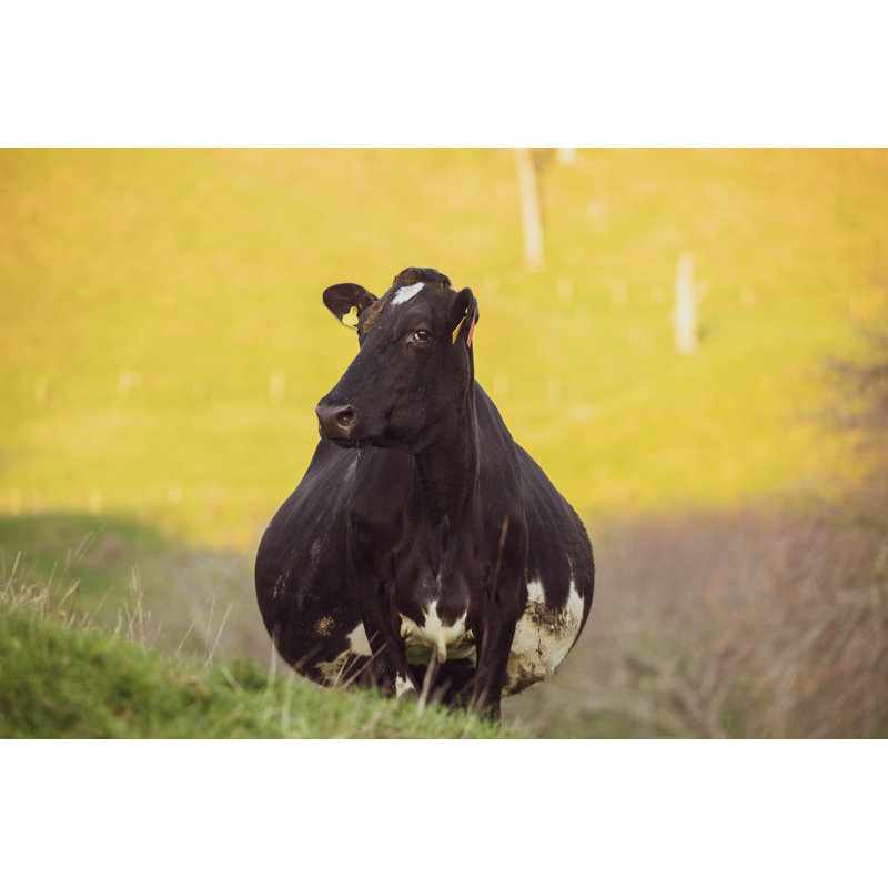 Pregnant Cow by Rod Hill - Wrapped Canvas Print, 30cm H x 46cm W