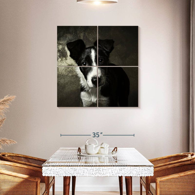Chiot Border Collie, H 38 po x l 38 po