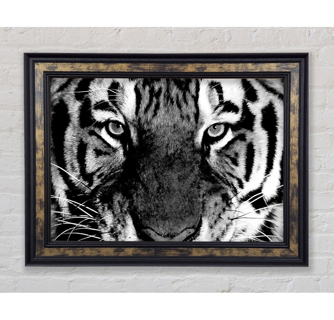 Tiger Starren B N W - Druck