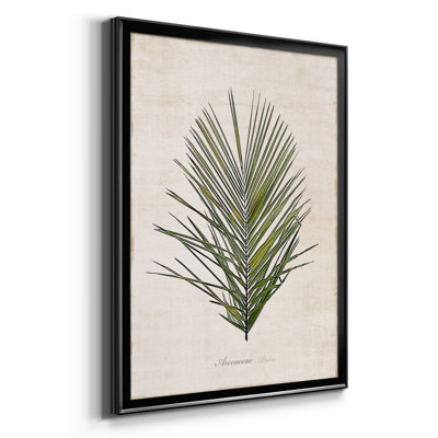 " Palm Botanical I "