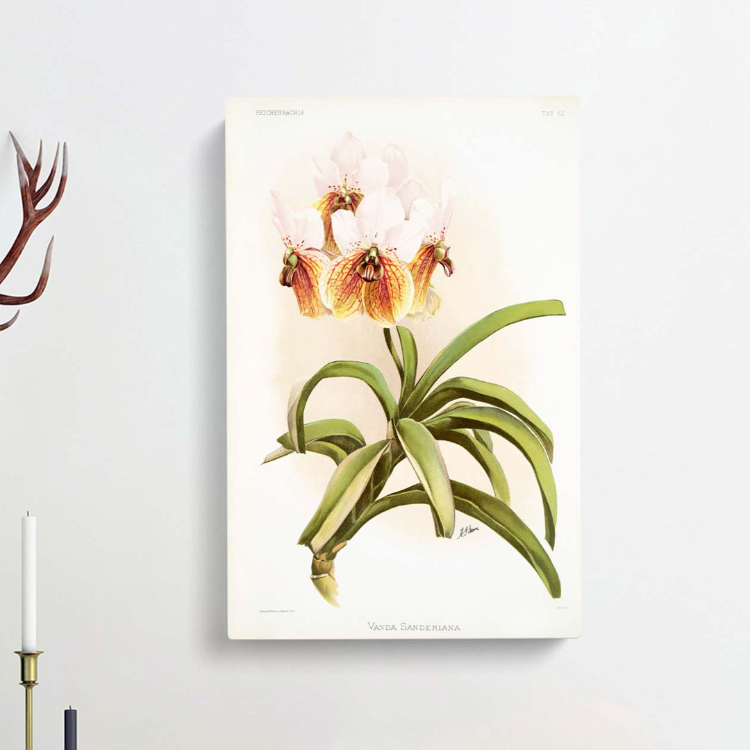 Magnolia Flowers Illustration Tab.62 by Frederick Sander - Wrapped Canvas