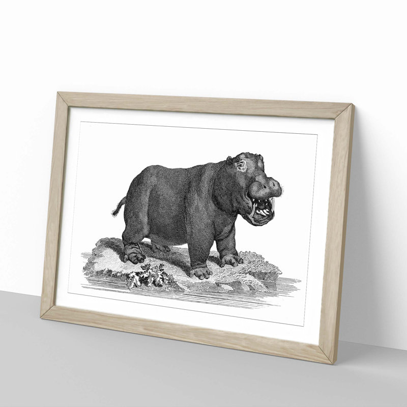 Hippopotamus in Black and White by George Shaw - Picture Frame Drawing Print, 36cm H x 48cm W x 2cm D, Oak Framed
