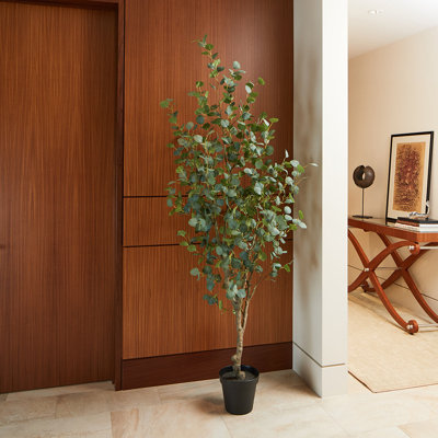 TREE EUCALYPTUS GROWER 7FT