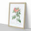 Pasture Rose in Pink by Pierre-Joseph Redoute - Picture Frame Painting Print-55578168-55578164