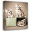 Chatons du Bengale-1897910123