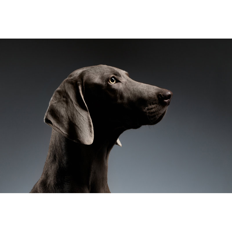 Weimaraner Dog by Seregraff - Wrapped Canvas Print, 30cm H x 46cm W