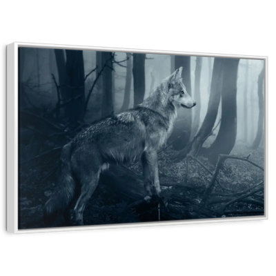 Loup gris