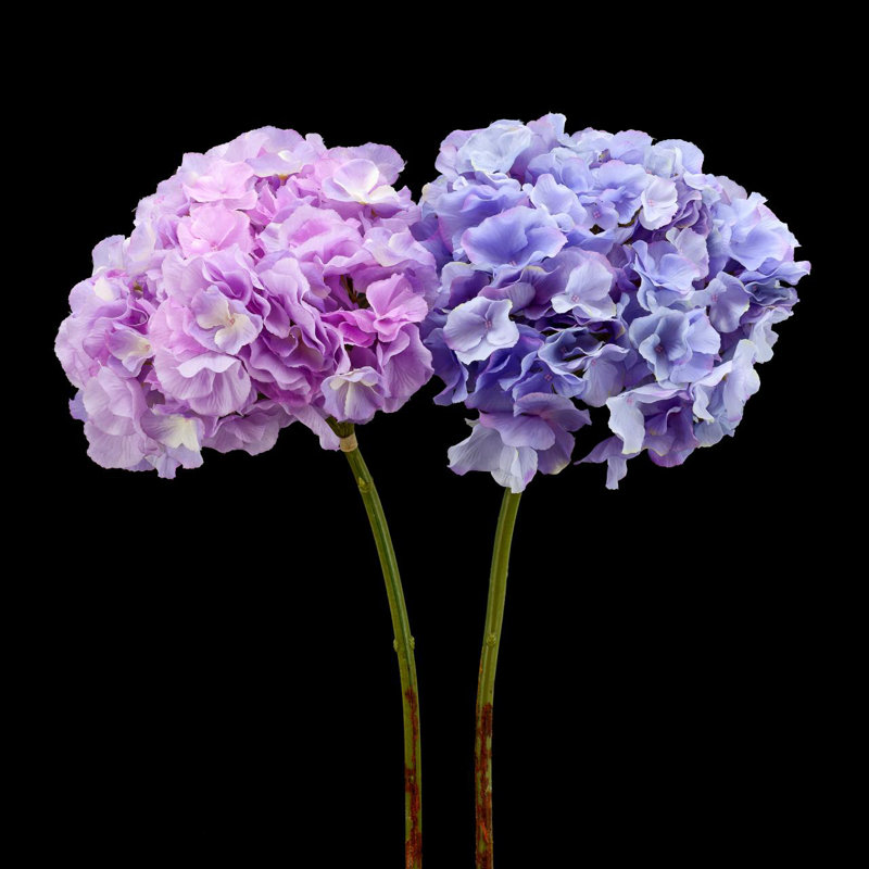 Hortensia Hortensia Sprays, Bleu