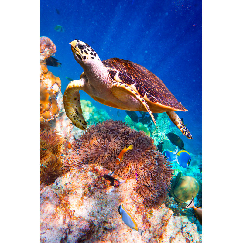 Eretmochelys Imbricata by Cookelma - Wrapped Canvas Print, 122cm H x 81cm W x 3.8cm D