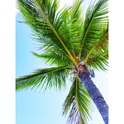 " Florida Palm "