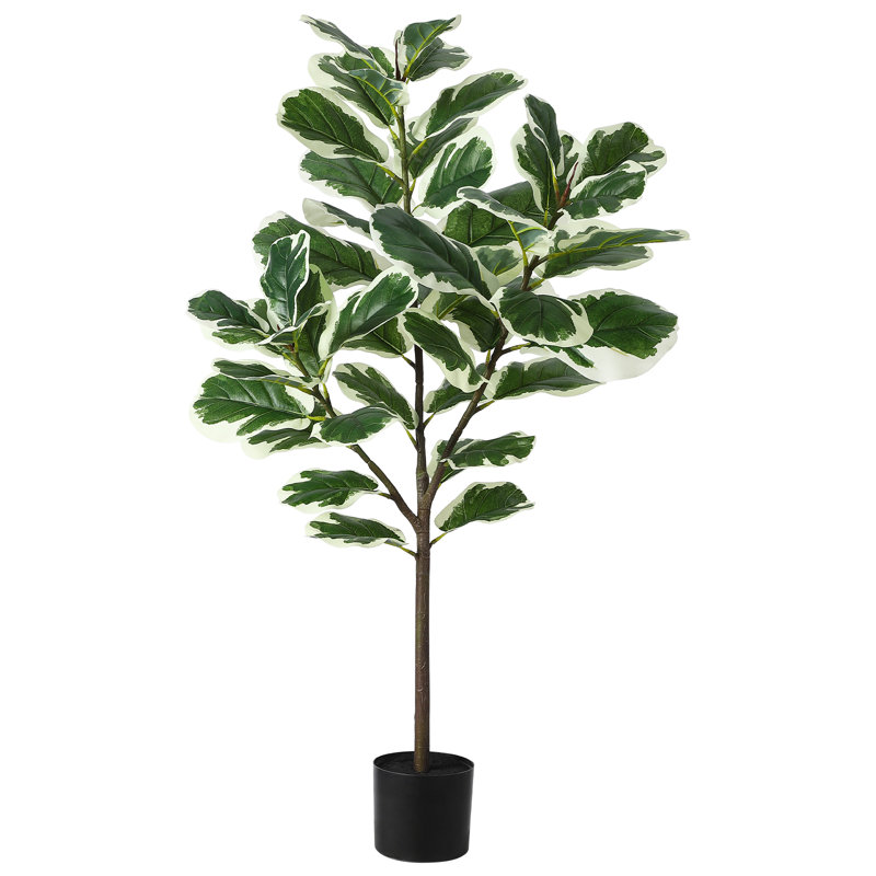 Arbre à figuier 51,6 po