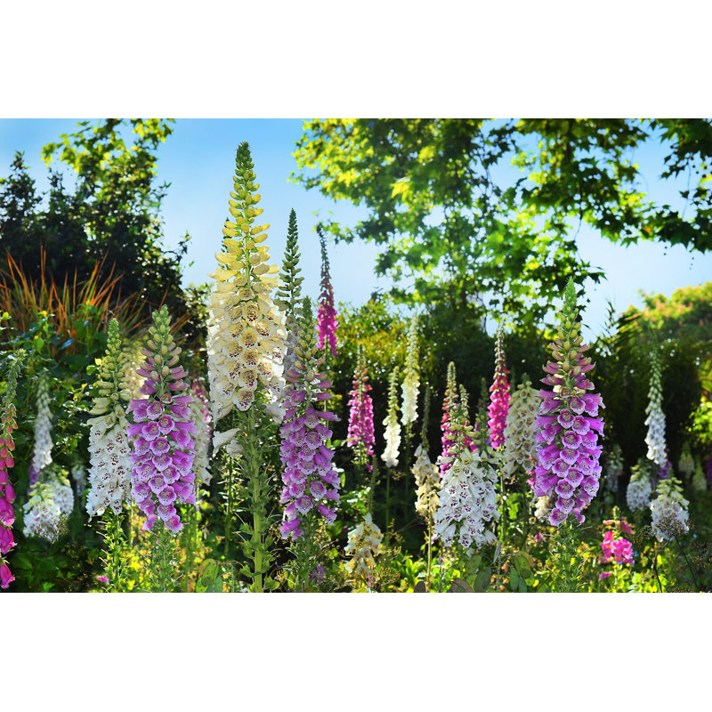 Seasonal Flower - Photographie sur toile tendue, H 20 po x l 30 po