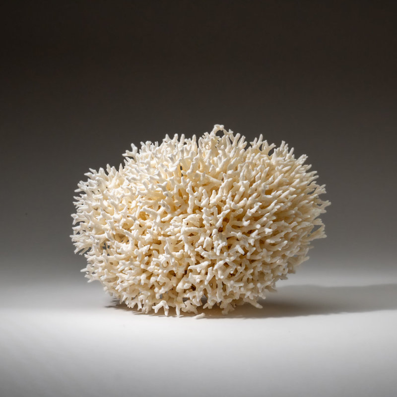 Genuine Birds Nest Coral ( 3.5 Lbs)