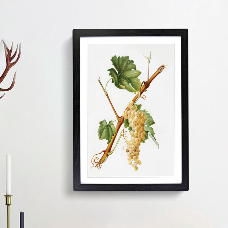 Vermentino Grapes by Giorgio Gallesio - Picture Frame Painting Print, Black Framed, 48cm H x 36cm W x 2cm D