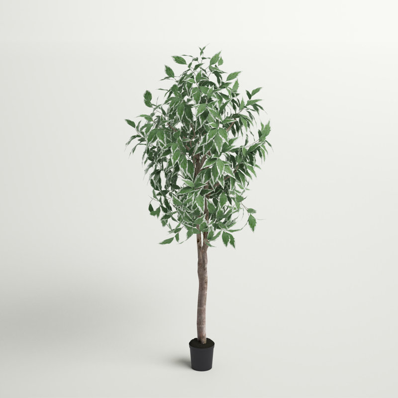 Baie ficus panachée en pot