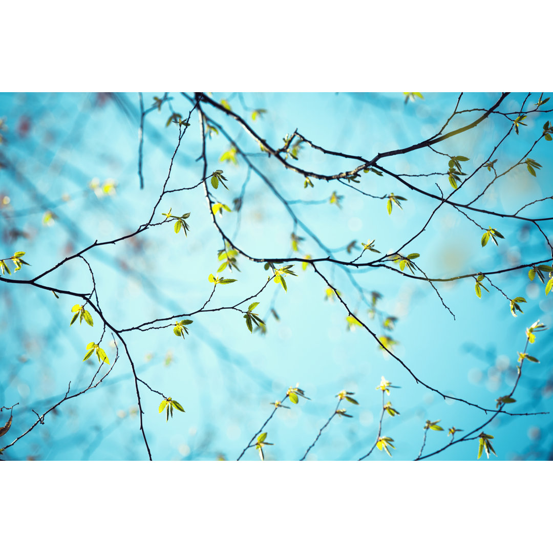 Fresh Spring Leaves von Borchee - Kunstdrucke