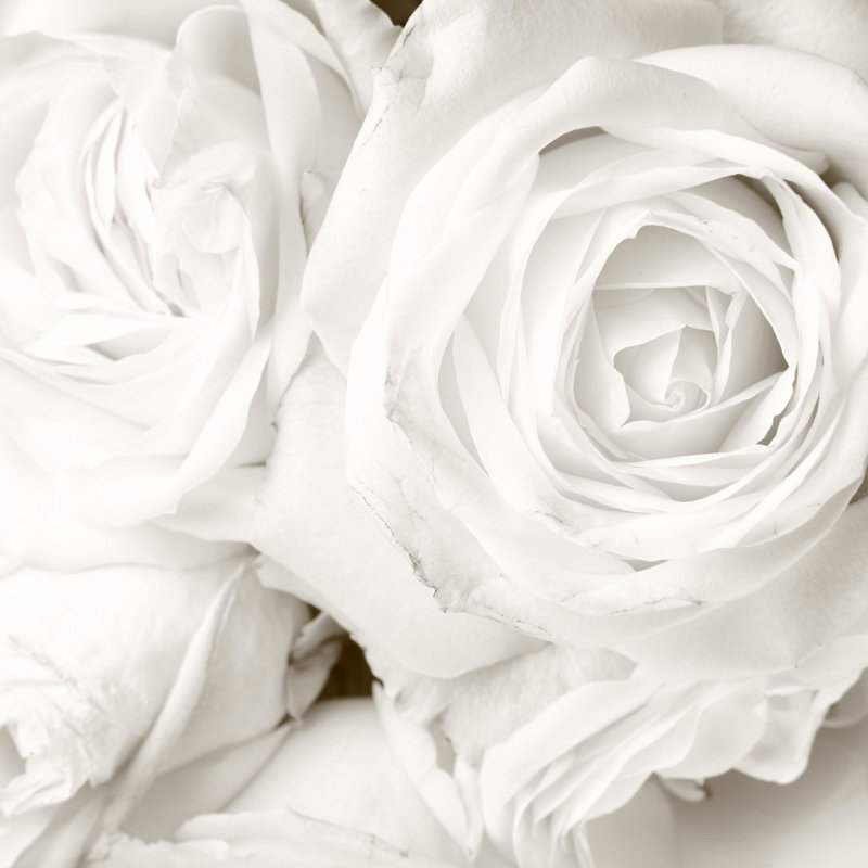 White Roses par - Photographie de toile tendue, L 12 po x H 12 po