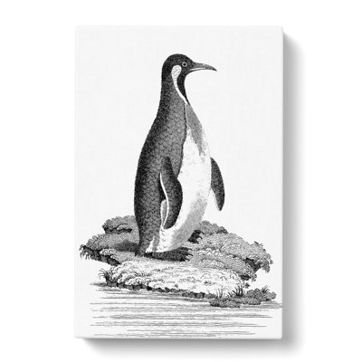 Patagonian Penguin by George Shaw - Wrapped Canvas Drawing - Wrapped Canvas