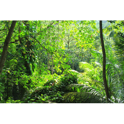Jungle by NCAImages - Wrapped Canvas Print