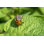 Paskenta " Potato Beetle "