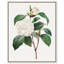 Toile de camélia blanc par Art Remedy-112532907-113420524-113420531