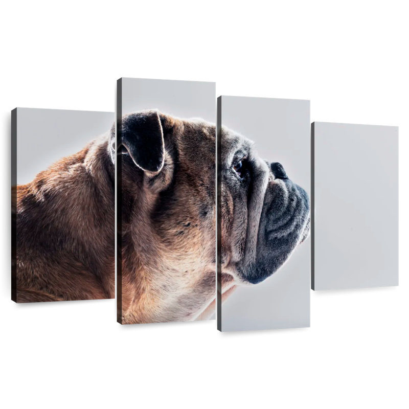 Profil latéral du chien Brampt