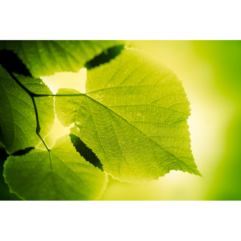 Grandes feuilles vertes par Jeja, H 12 po x l 18 po