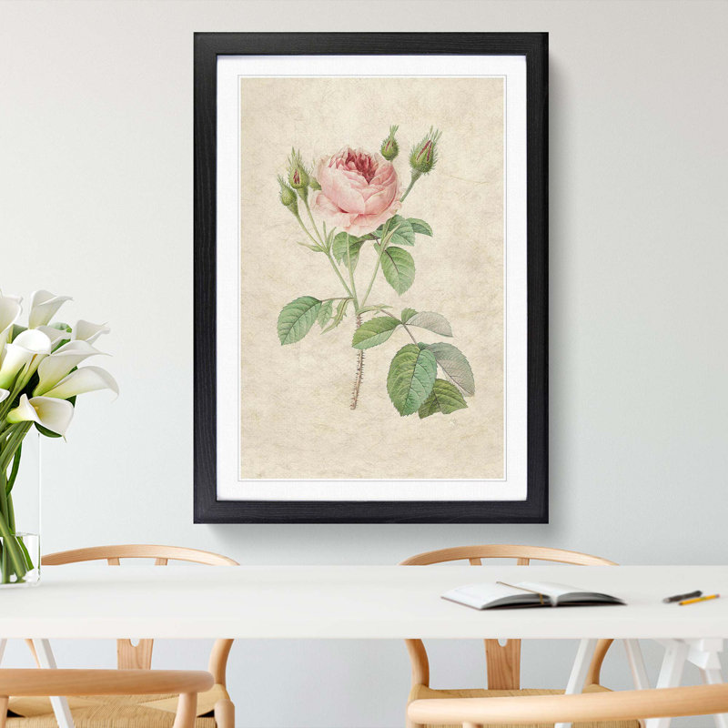 A Pink Rose by Pierre-Joseph Redoute - Framed Print, 45cm H x 33cm W x 2cm D, Black Framed