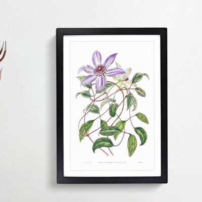 Violet Clematis Flowers - Picture Frame Painting Print