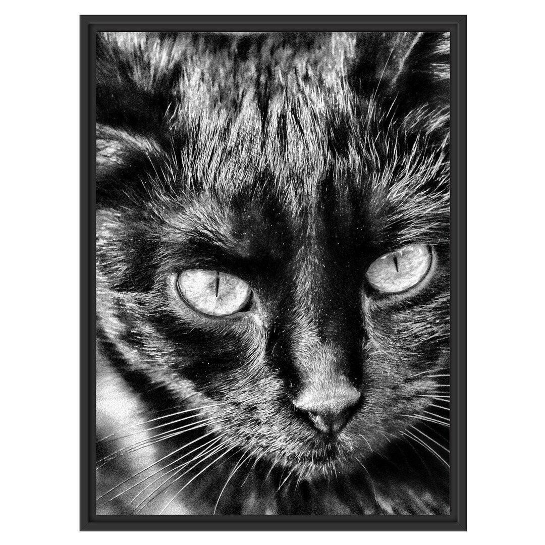 Gerahmtes Wandbild schwarze Katze