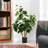 36 Inches Artificial Fiddle Money Bag Tree In Plastic Nursery Pot
