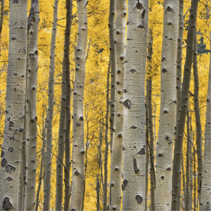 «Aspen Trees III» par Jamie Cook - impression d'art graphique, Couche de verre, H 40 po x l 40 po