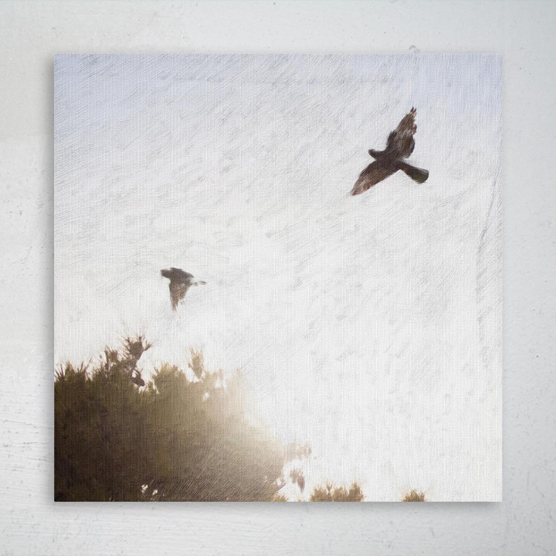 Oiseau noir et blanc volant pendant la journée - Reproduction d'art graphique rectangulaire sur toile tendue 1 pièce