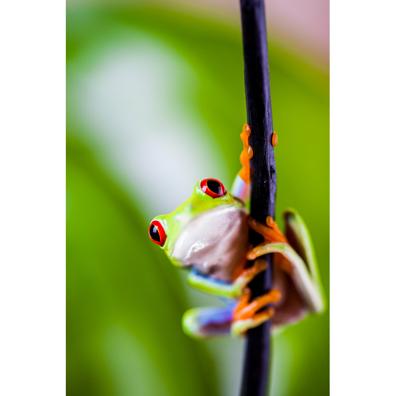 Exotic Colorful Frog par Snowflock - Photographie sur toile tendue, H 18 po x l 12 po