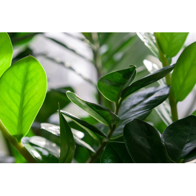 " Zamioculcas Leaves " by Andrii Atanov