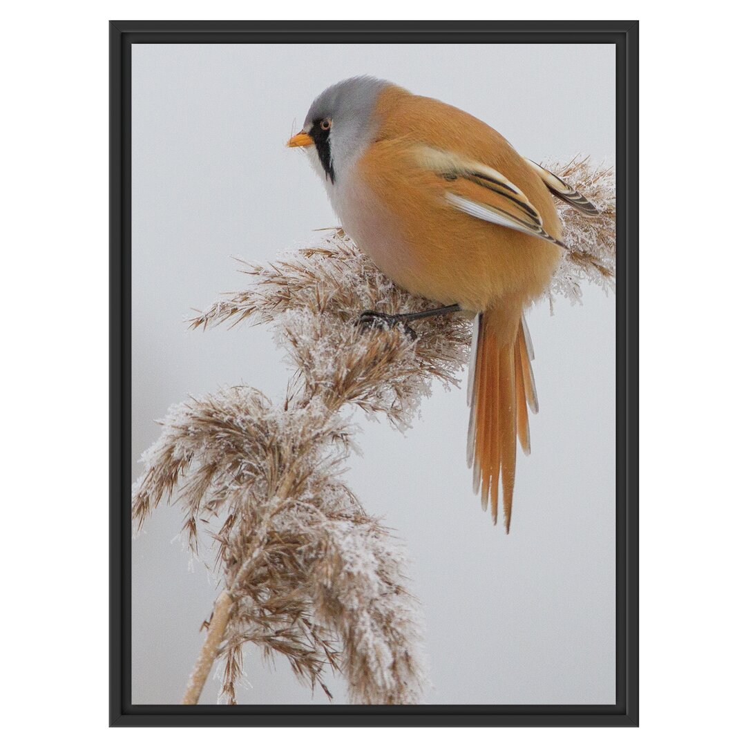 Gerahmtes Wandbild Vogel auf WeizenWinter