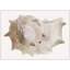 Sea Shell 3 Print by Rita Taverni-1830758065-1830758067
